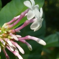 Rauvolfia serpentina (L.) Benth. ex Kurz